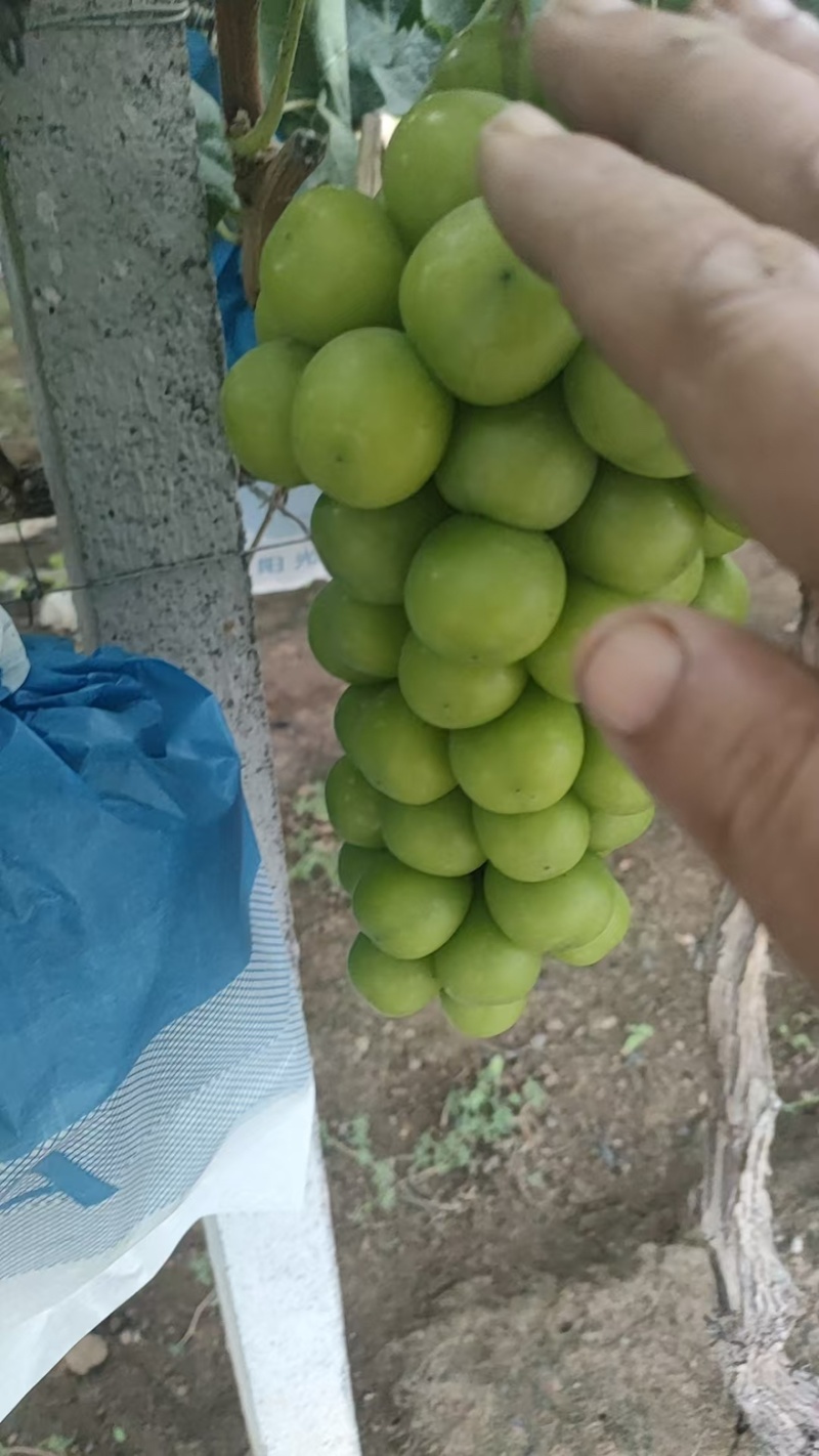 阳光玫瑰大量上市货源充足产地直发质量保障