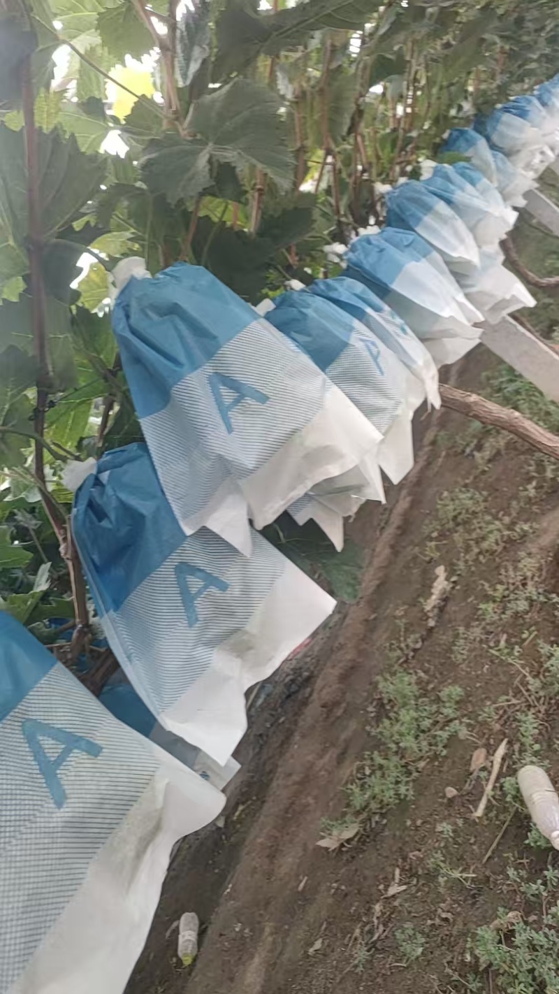 阳光玫瑰大量上市货源充足产地直发质量保障