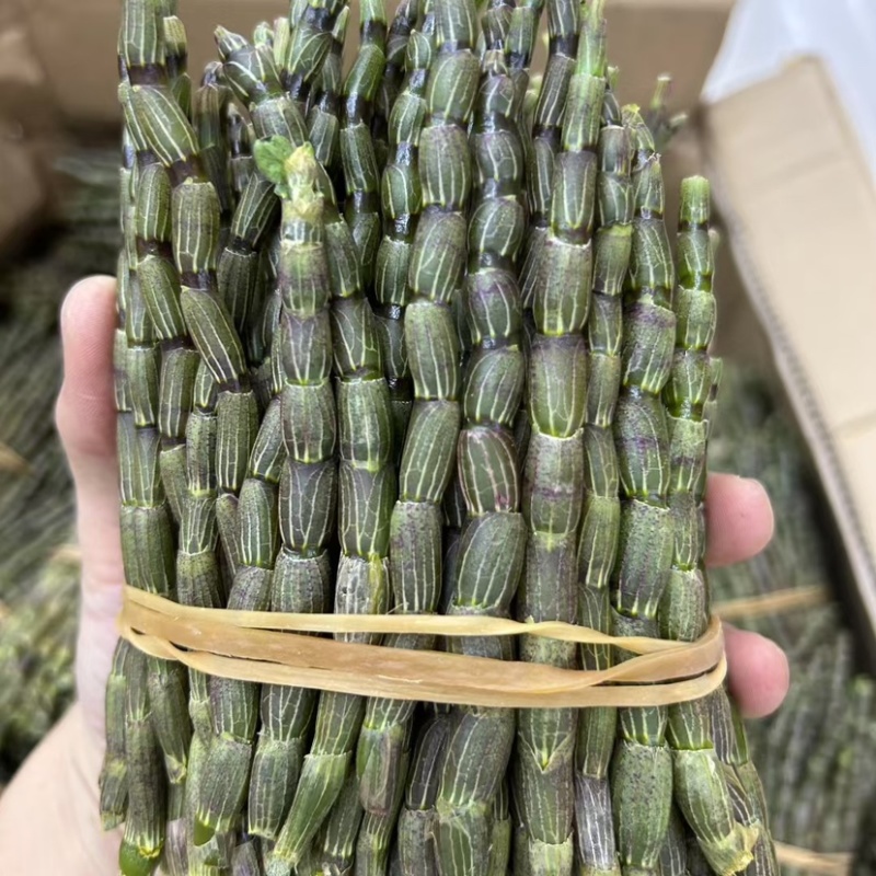 新鲜石斛条胖条石斛粗条铁皮石斛石斛牙条嫩仔霍山石斛胶质好
