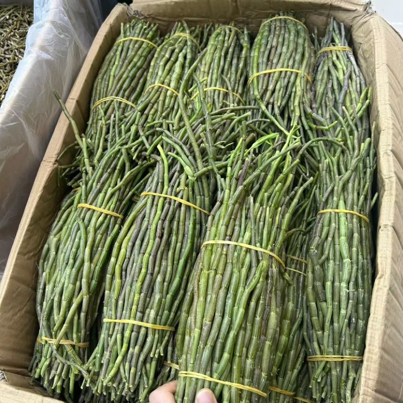 新鲜石斛条胖条石斛粗条铁皮石斛石斛牙条嫩仔霍山石斛胶质好