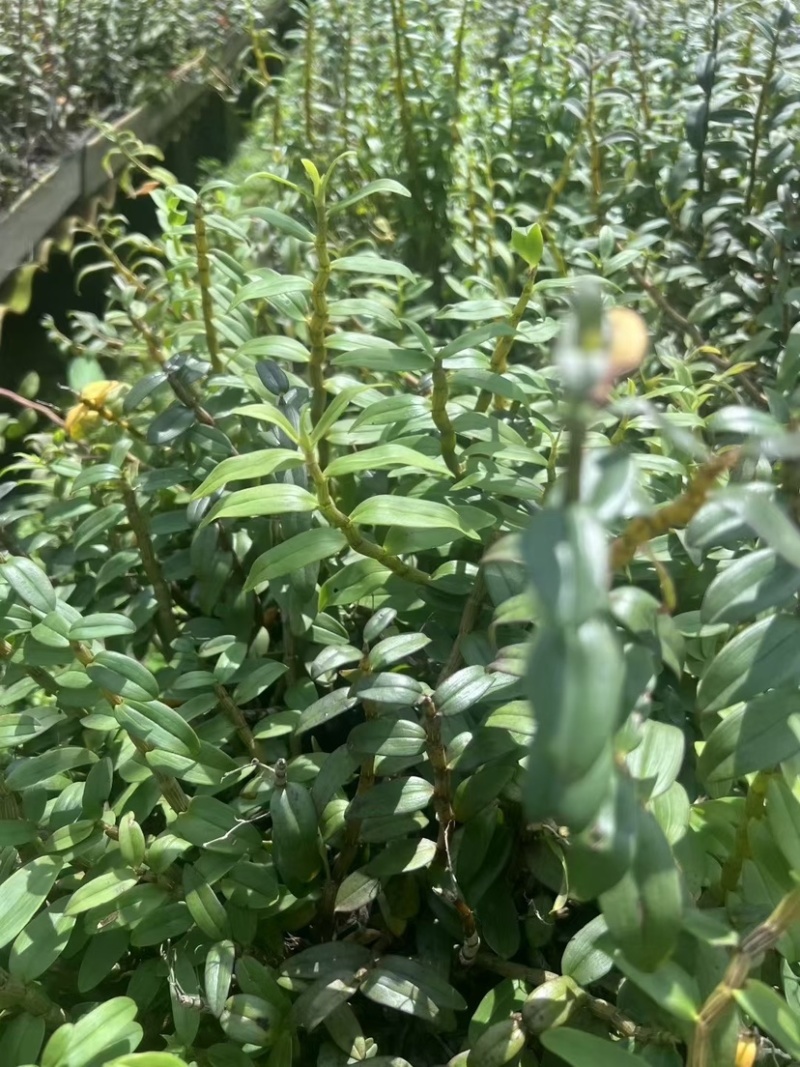 新鲜石斛条胖条石斛粗条铁皮石斛石斛牙条嫩仔霍山石斛胶质好