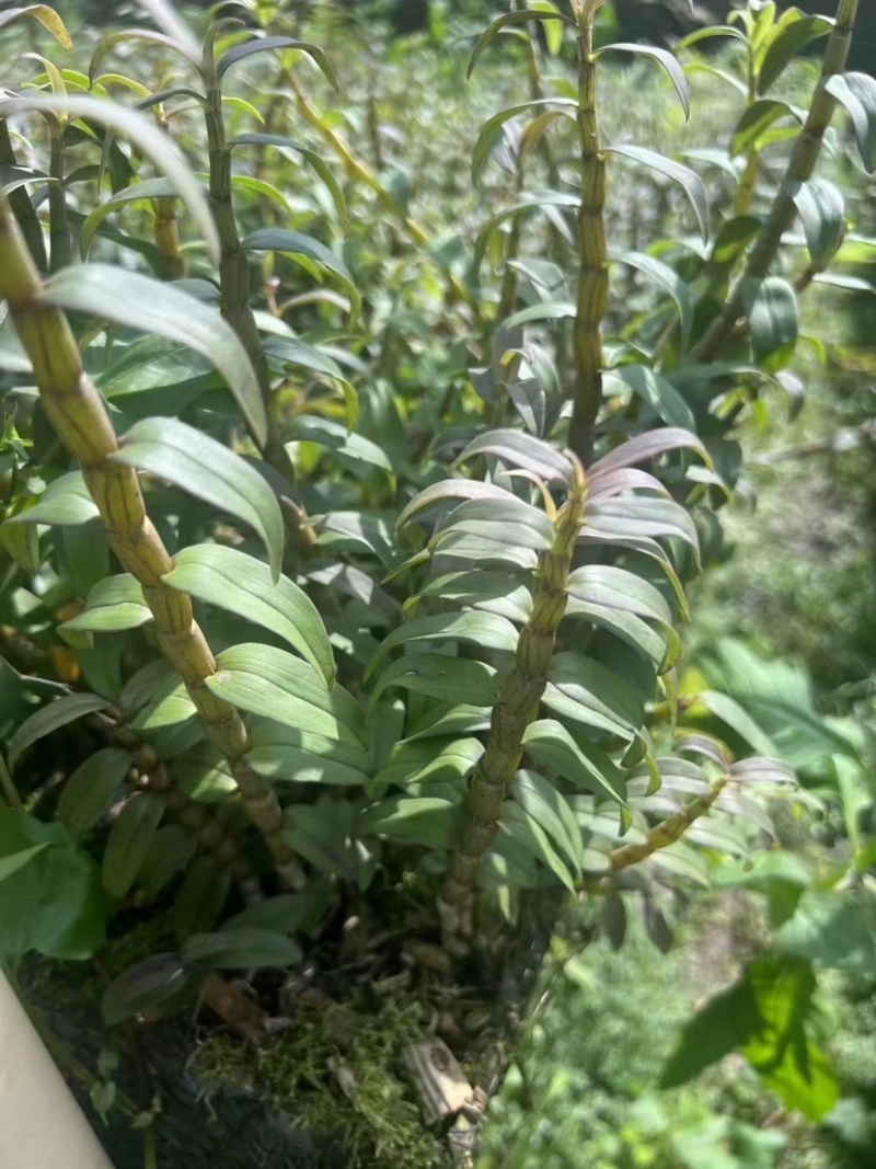 新鲜石斛条胖条石斛粗条铁皮石斛石斛牙条嫩仔霍山石斛胶质好