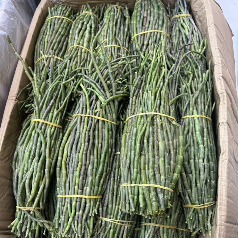 新鲜石斛条胖条石斛粗条铁皮石斛石斛牙条嫩仔霍山石斛胶质好