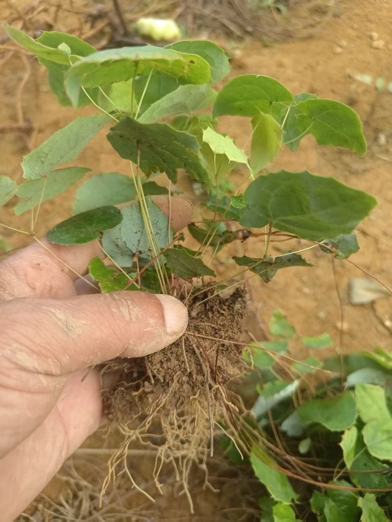 高含量柔毛淫羊藿种苗