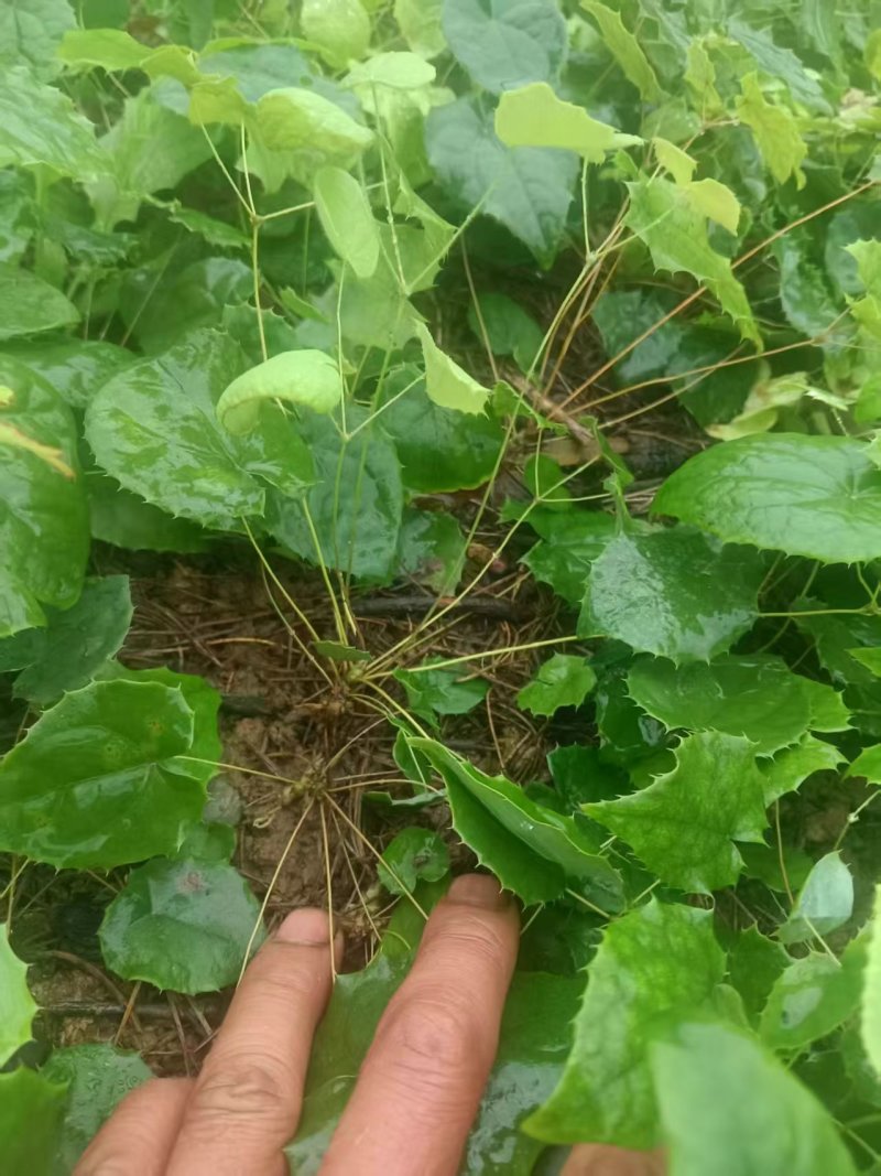高含量柔毛淫羊藿种苗