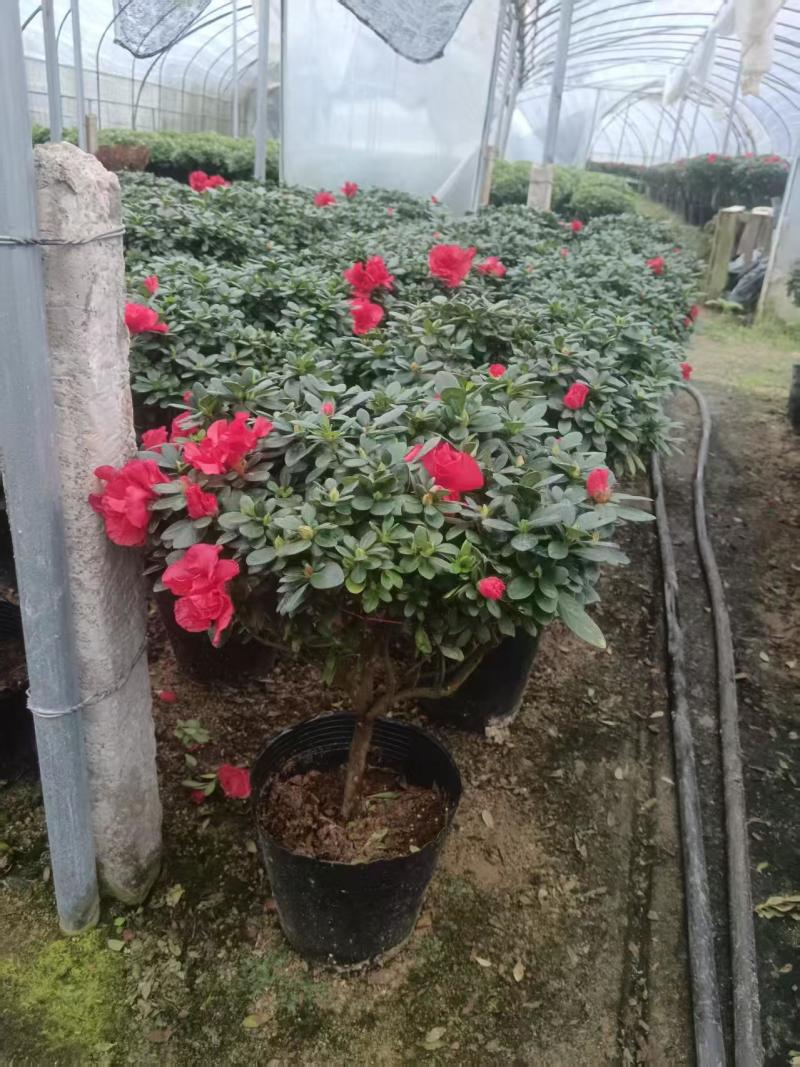 西洋鹃玫红16杯18杯21杯杜鹃花室内外绿植花卉