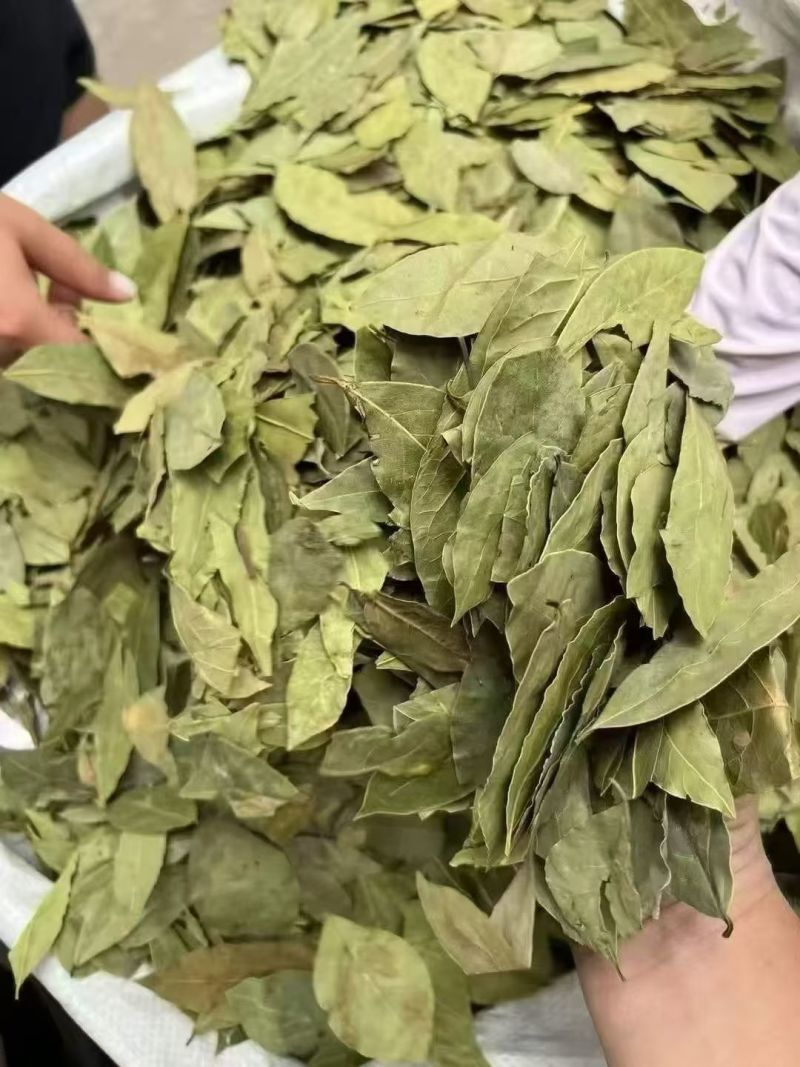 广西香叶产地直发送货上门