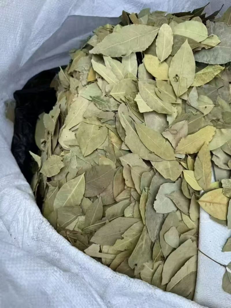 广西香叶产地直发送货上门