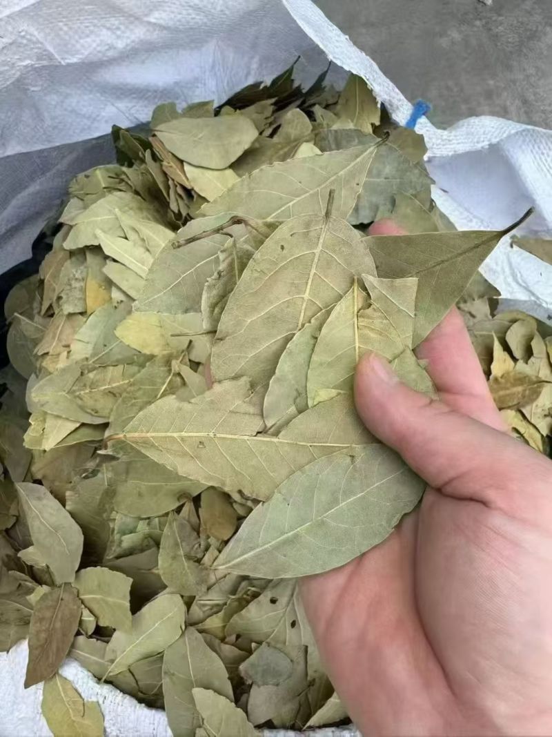 广西香叶产地直发送货上门