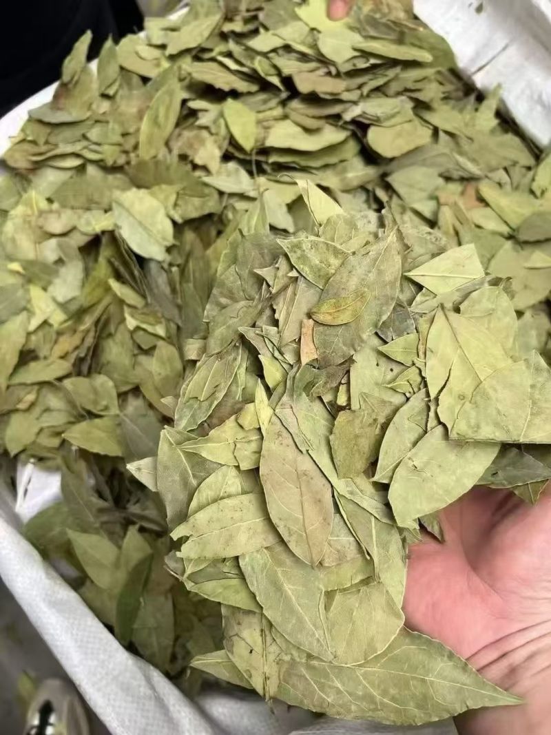 广西香叶产地直发送货上门