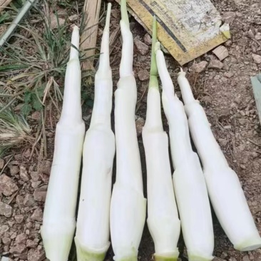 浙江双季茭白，常年代收，各等级有货做全国业务量大