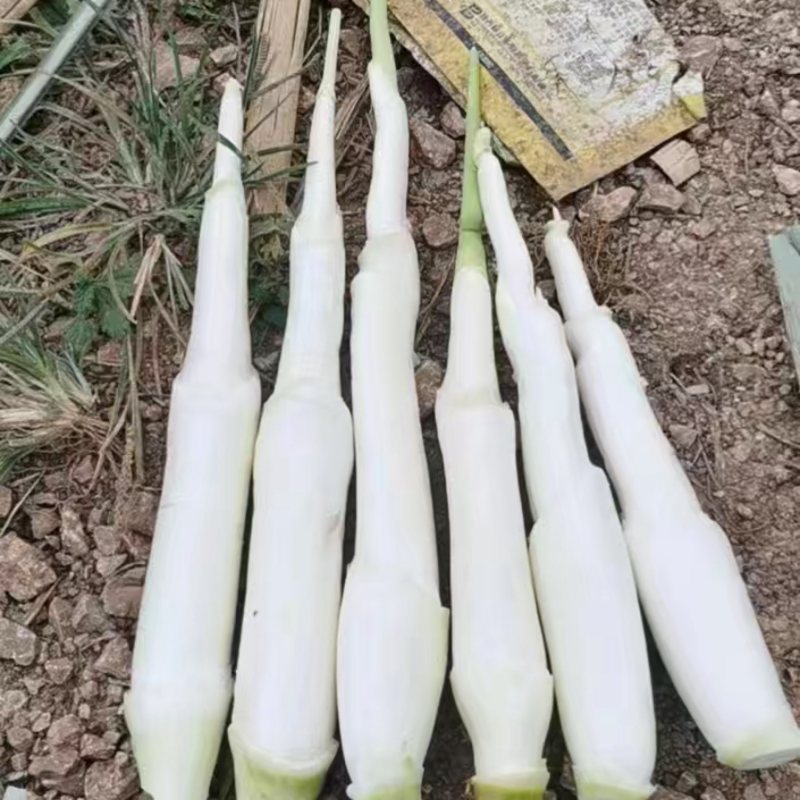 浙江双季茭白，常年代收，各等级有货做全国业务量大