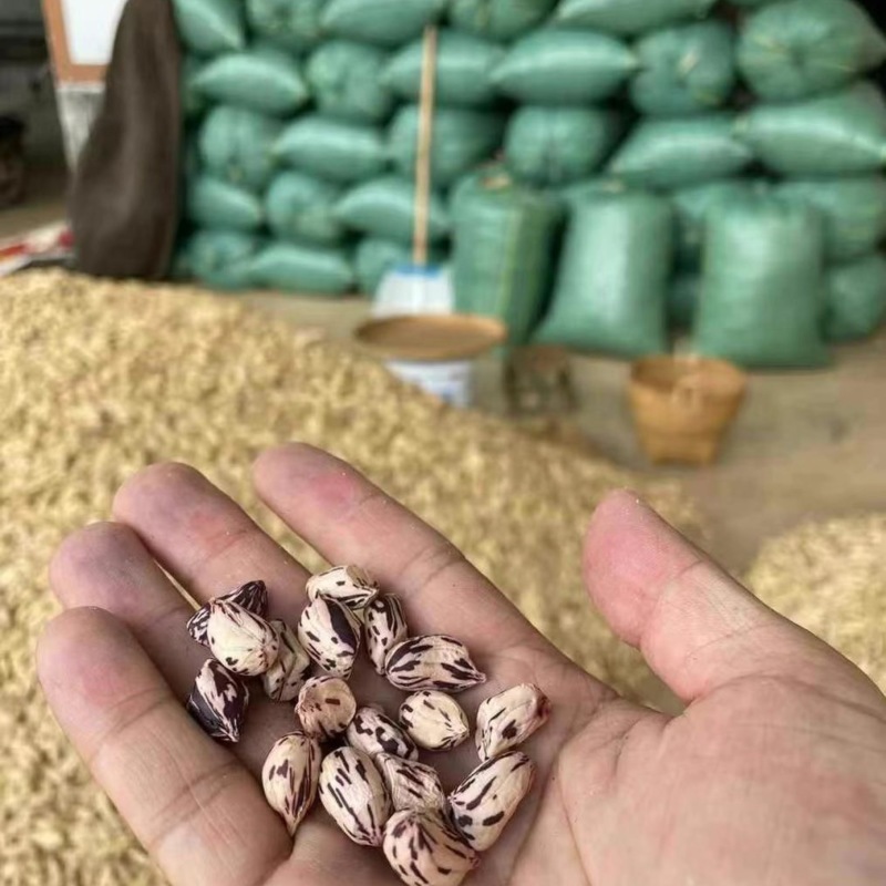 七彩花生普洱富硒花生大量现货颗粒饱满无坏果云南七彩花生