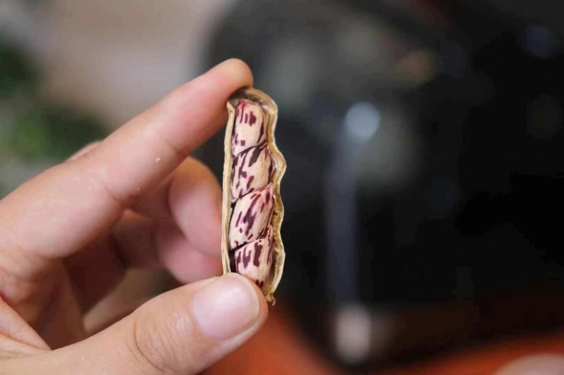 七彩花生普洱富硒花生大量现货颗粒饱满无坏果云南七彩花生