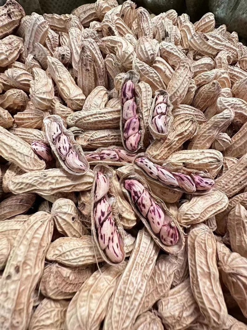 七彩花生普洱富硒花生大量现货颗粒饱满无坏果云南七彩花生