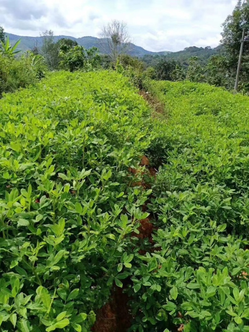 七彩花生普洱富硒花生大量现货颗粒饱满无坏果云南七彩花生