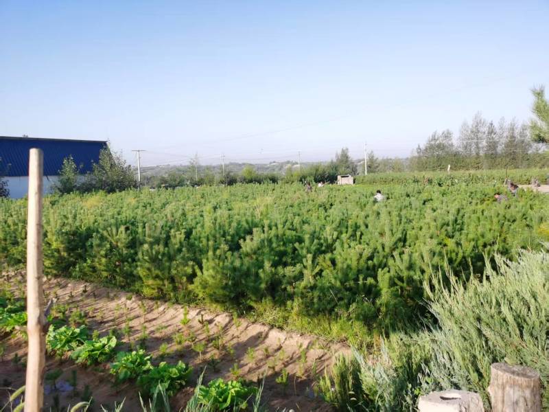 松树\樟子松\苗木种植基地大量种植\对接全国采购商