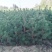松树\樟子松\苗木种植基地大量种植\对接全国采购商