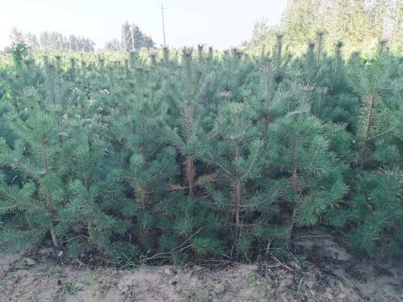 松树\樟子松\苗木种植基地大量种植\对接全国采购商