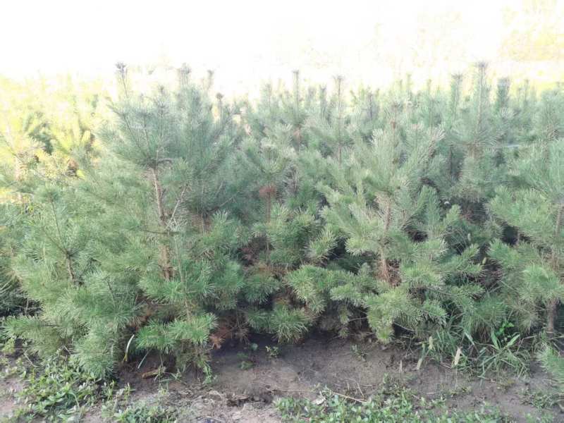 松树\樟子松\苗木种植基地大量种植\对接全国采购商