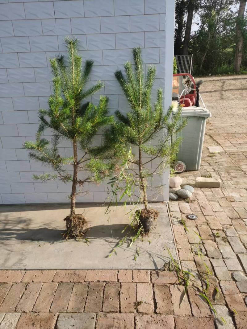 松树\樟子松\苗木种植基地大量种植\对接全国采购商