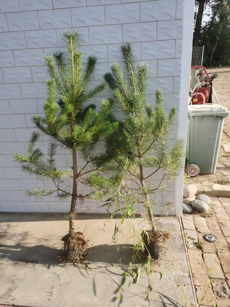 松树\樟子松\苗木种植基地大量种植\对接全国采购商