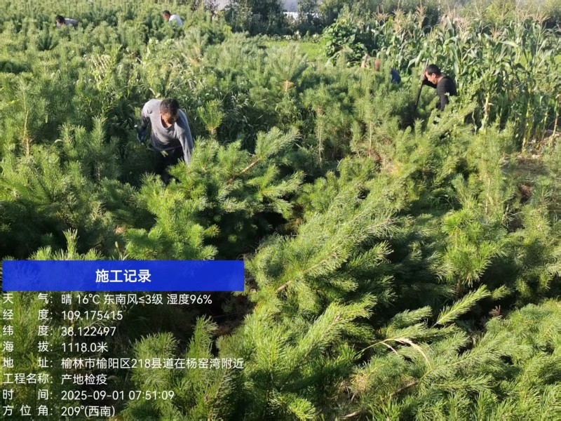 松树\樟子松\苗木种植基地大量种植\对接全国采购商