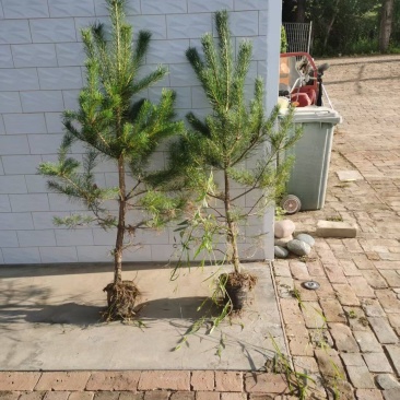 松树\樟子松\苗木种植基地大量种植\对接全国采购商