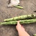 三青皮莴笋去皮莴笋二青去皮莴笋对接餐饮学校食堂等