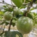高山种植满口香钦蜜9号百香果