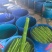 三青皮莴笋，二青去皮莴笋常年供应真空包装全国发货