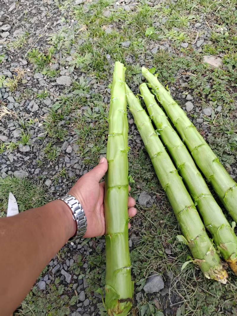 三青皮莴笋，二青去皮莴笋常年供应真空包装全国发货