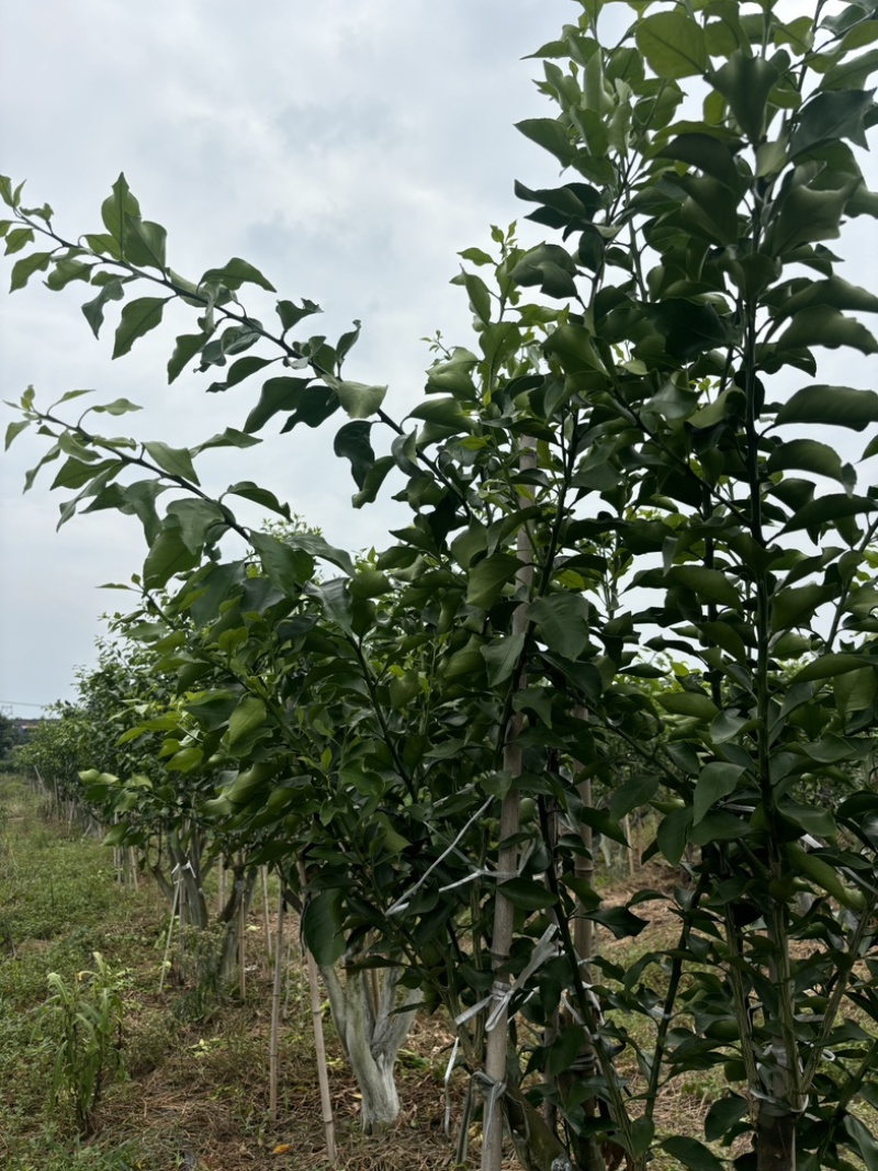 阿蜜达_爱媛46号枝条（基地直销100%保真！）