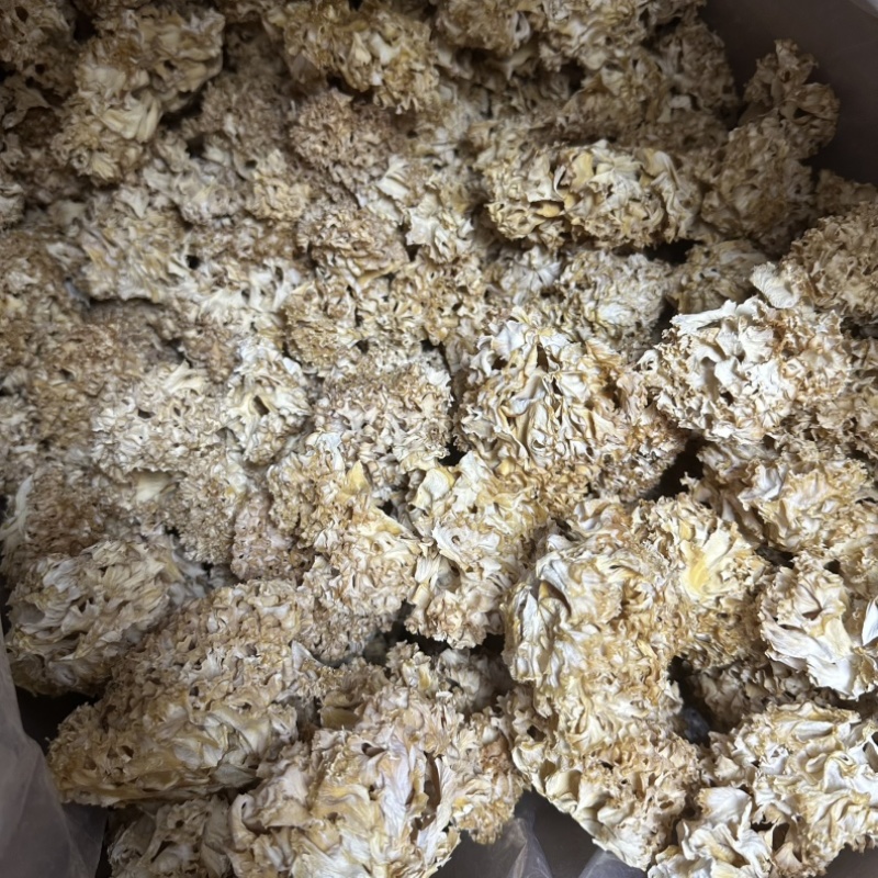 绣球菌干货煲汤火锅素炒凉拌酒店食材素食食材供应
