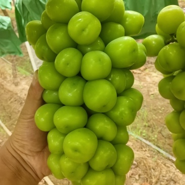 陕西产区阳光玫瑰—各种规格—各种价位—支持按需做货—整车