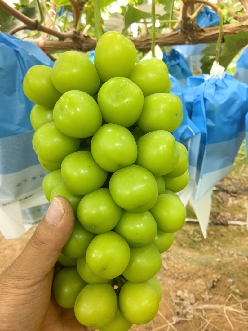 陕西产区阳光玫瑰—各种规格—各种价位—支持按需做货—整车