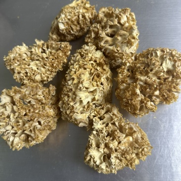 食用菌干货绣球菌干火锅食材素食食材预制菜原料
