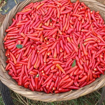 朝天椒，又尖又辣