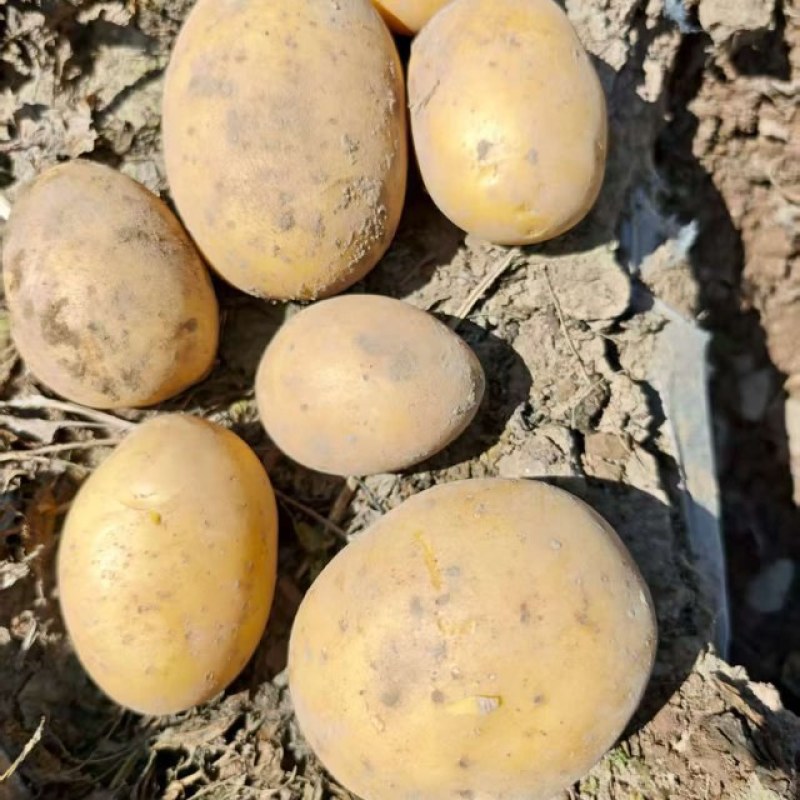 甘肃精品黄心土豆，2-4两，3两通天货，欢迎采购……