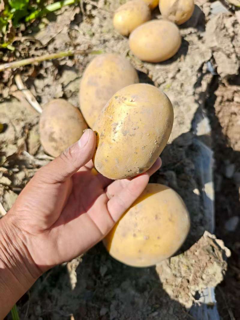 甘肃精品黄心土豆，2-4两，3两通天货，欢迎采购……