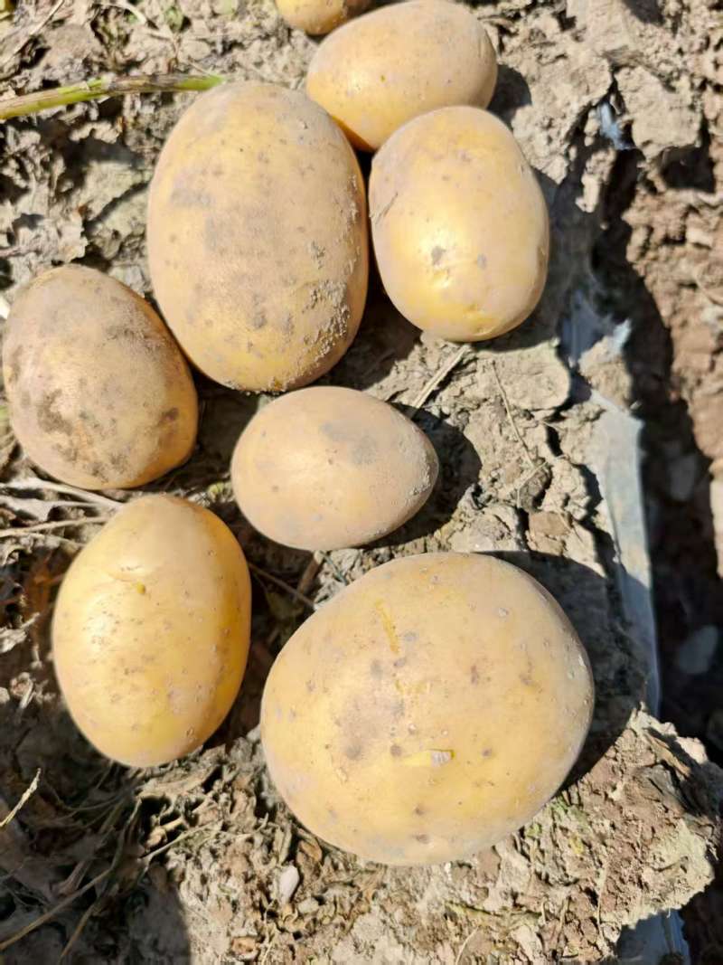 甘肃精品黄心土豆，2-4两，3两通天货，欢迎采购……