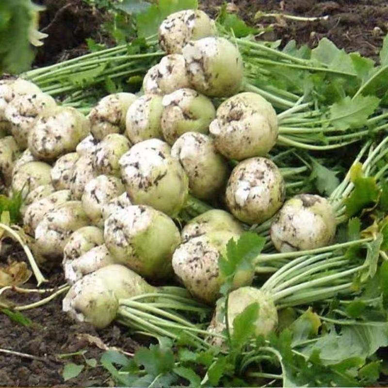山西大同精品芥菜疙瘩大量供应对接全国加工厂欢迎来电