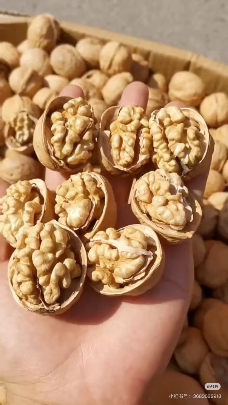 精品185纸皮核桃一手货源量大从优质量保证欢迎咨询