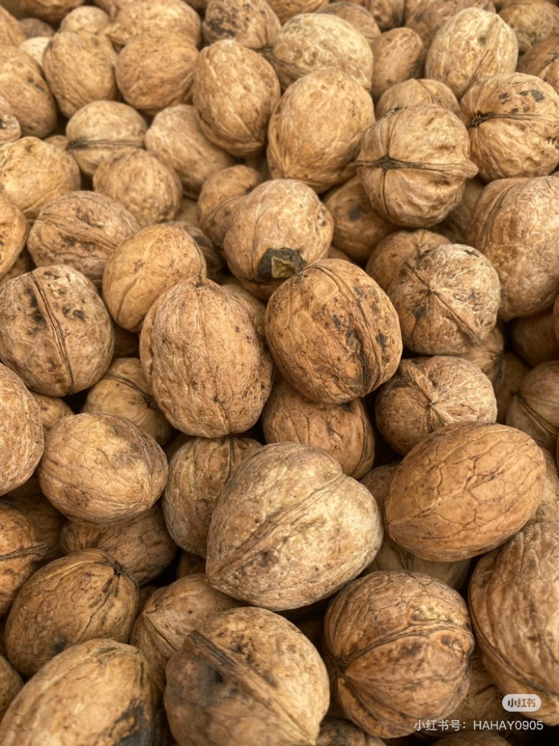 精品185纸皮核桃一手货源量大从优质量保证欢迎咨询