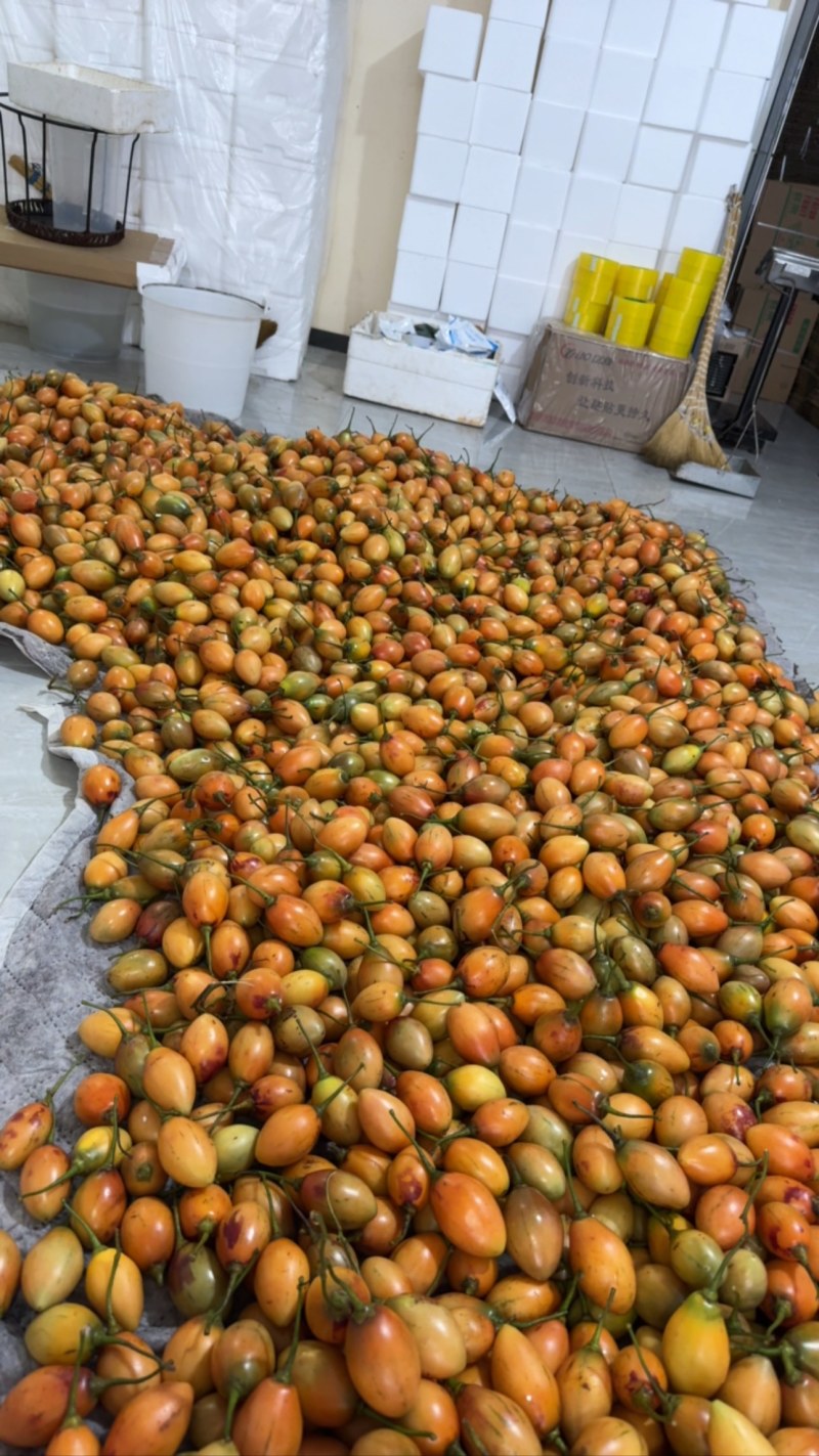 大树番茄