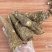 白芷个白芷片免费加工送货上门