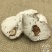 云南茯神新货中药材茯神正品伏神云神木芸大货供应源头批发