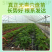 章姬草莓苗现挖现发成活率高无中间商赚取差价