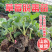 盐莓一号草莓苗一级脱毒现苗现挖现发一手货源