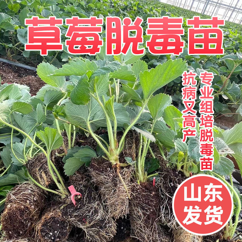优质天仙醉草莓苗产地批发保质保量坏苗包赔